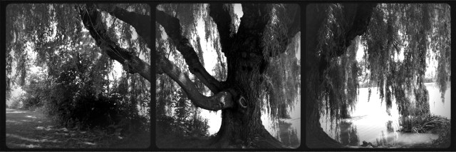 Interpretation: Willow Wept, 2013 Digital photography 14x11 inches framed