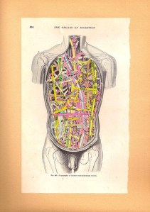 Map of the Human Body