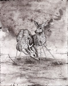 Cervine, Etching, 8in x 10in, 2014