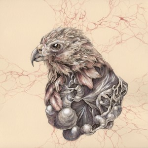 Hawk, Pen and Ink with Ink Wash, 11in x 11in, 2014