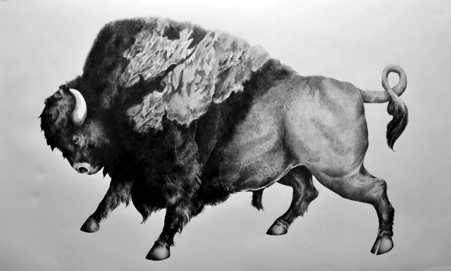 Bison, graphite on paper, 50 in by 30 in, 2013 