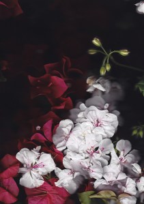 Project 1: Bougainvillea at Magic Hour, Contact-scan photographs, 8.3" x 11.7", 2013–Ongoing.