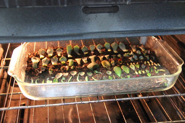 Though shalt not put sugar on thy grits either Baking dish, potting soil, plant cuttings 10" x 12" x 3" 2014