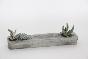 Grounded together regardless Concrete, potting soil, plants 18"x4"x3" 2014