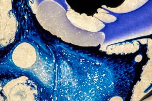 The Petri Dish Project (01c) - 2014