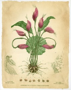 Armarunca Plena Obscuritatis, Color Lithograph, 15” x 20” 2012 From the Pharmacopeia series, 2012-2014.