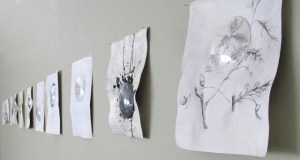 Detail of group of 11 oak gall ink drawings on torah calf-skin vellum with glass roundels, entomology pins