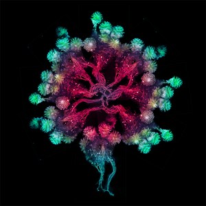 Untitled Botanical #71, All the Shine, Archival Inkjet Print, 35in x 35in, 2014