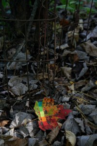 Fig. 38: in autumn, some leaves will use color bars to help get everything perfect. Watercolor on maple leaf, archival computer print, dimensions variable, 2011