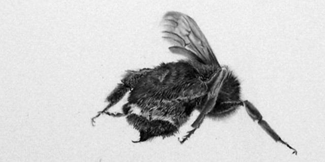 Detail “Symbiotic Crisis #44”, graphite, 5 ¼” diameter, 2014