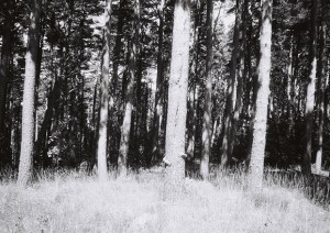 Esencia (08), Fotografía analógica, 20x30 cm, 2014