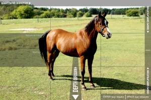  No Horse in Particular: Fraher_No_Horse.jpg (attached) Medium: Flash / JPG / XML Size: 960x640 pixels Year: 2009 Link: http://robertfraher.com/NHIP