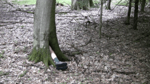 Cook Forest Studies (still), 2011, HD video